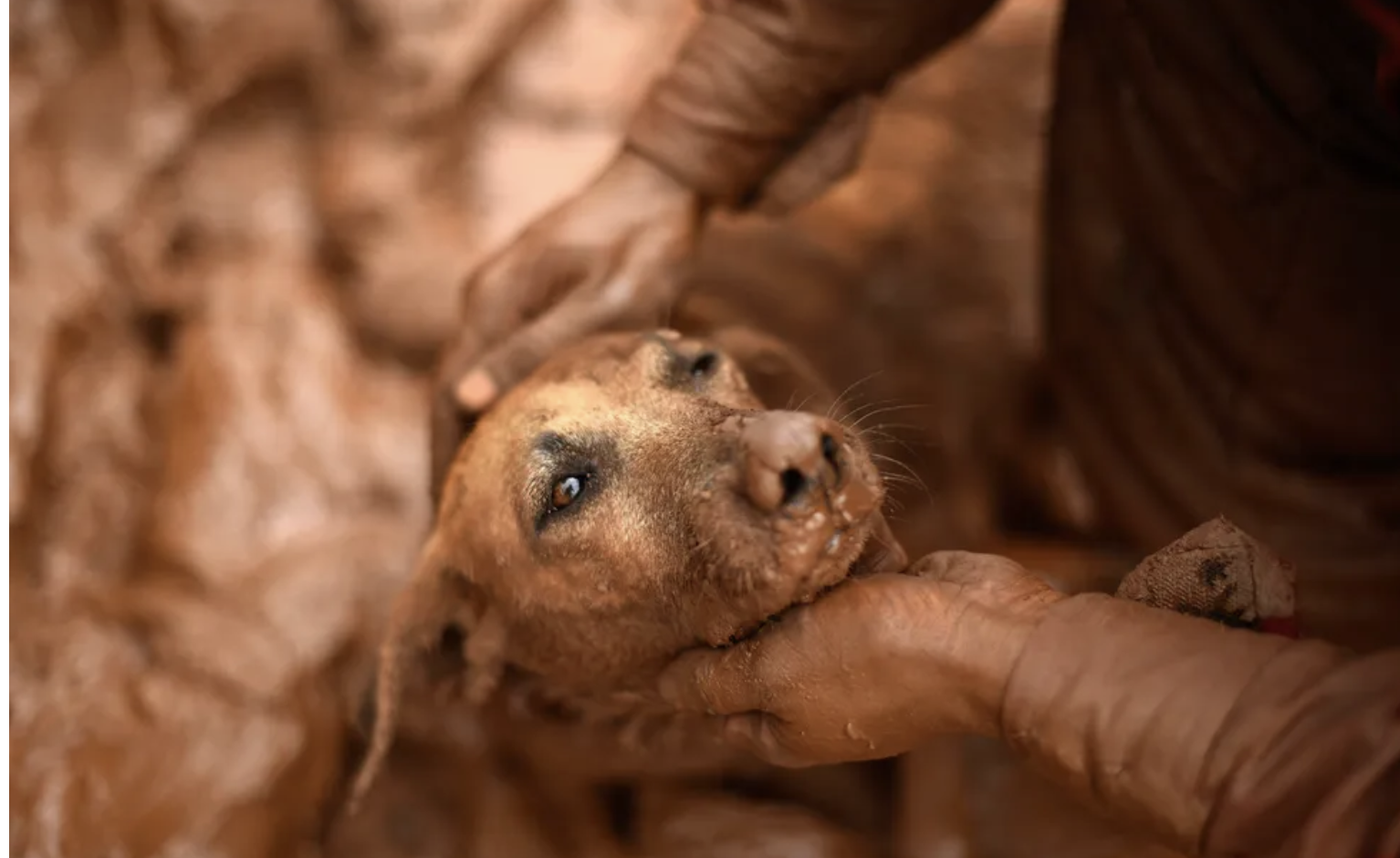 Animais de estimação também precisam de proteção em emergências